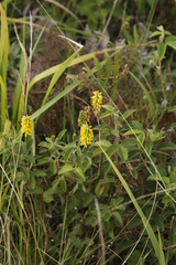 Eriosema parviflorum subsp. parviflorum image