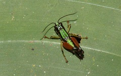 Nadiacris nitidula