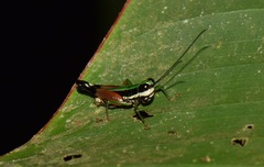 Nadiacris nitidula