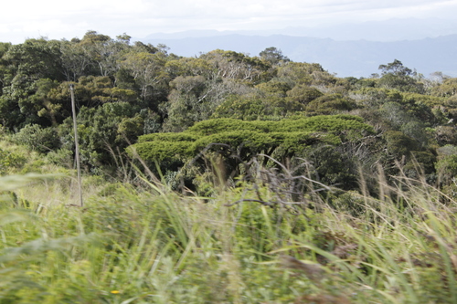 Image of Vachellia abyssinica by (c) Tony Rebelo, some rights reserved (CC BY-SA)