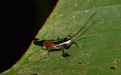 Nadiacris nitidula