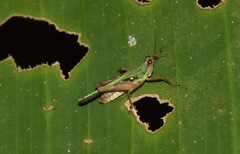 Scaria