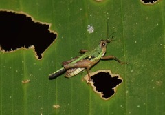 Scaria