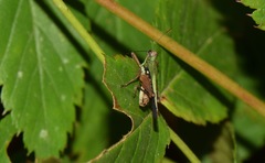 Scaria