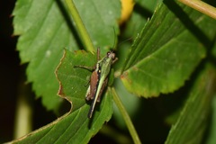 Scaria
