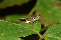 Scaria