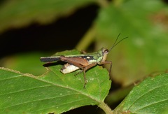 Scaria