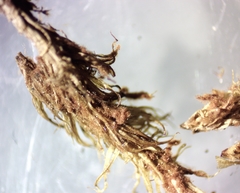 Dicranum condensatum