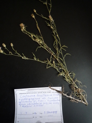 Centaurea borysthenica