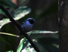 Myrmoborus myotherinus