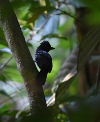 Thamnophilus aethiops