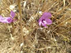 Clarkia cylindrica
