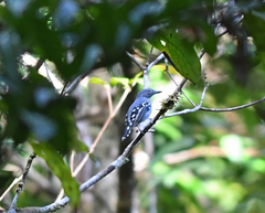 Megastictus margaritatus