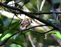 Megastictus margaritatus
