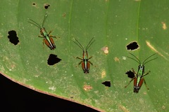 Nadiacris nitidula