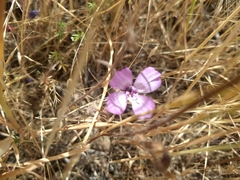 Clarkia cylindrica