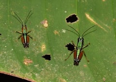Nadiacris nitidula