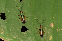Nadiacris nitidula