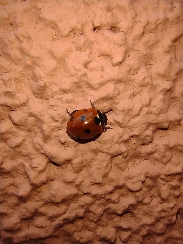Sedmotočkasta bubamara (Coccinella septempunctata)
