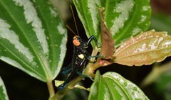 Psiloscirtus