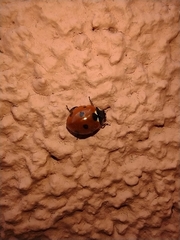 Coccinella septempunctata