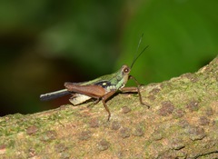 Scaria