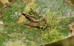 Scaria