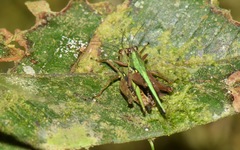 Scaria