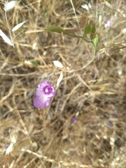 Clarkia cylindrica