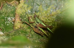 Scaria