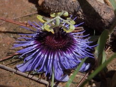 Passiflora amethystina