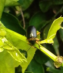 Coleoptera