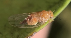 Gyropsylla ilecis