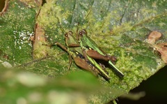 Scaria