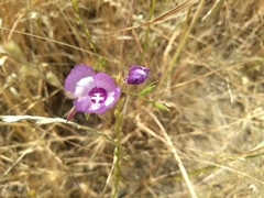Clarkia cylindrica