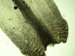 Dicranum condensatum