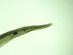 Dicranum condensatum