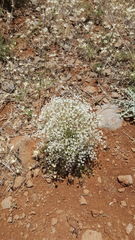 Pimpinella corymbosa