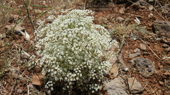 Pimpinella corymbosa