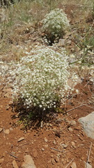 Pimpinella corymbosa