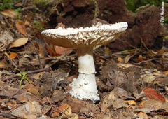 Amanita toxica