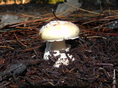 Amanita toxica