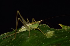 Melanophoxus brunneri