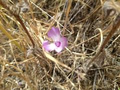 Clarkia cylindrica
