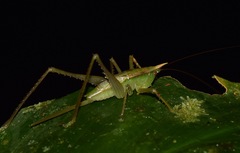 Melanophoxus brunneri