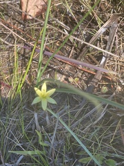 Hypoxis curtissii