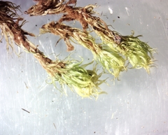 Dicranum condensatum