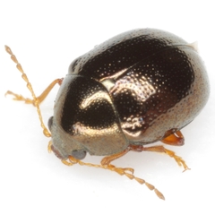 Spintherophyta globosa