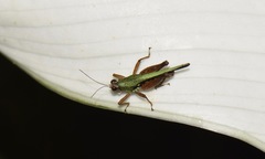 Scaria