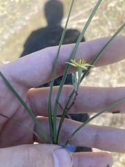 Hypoxis curtissii